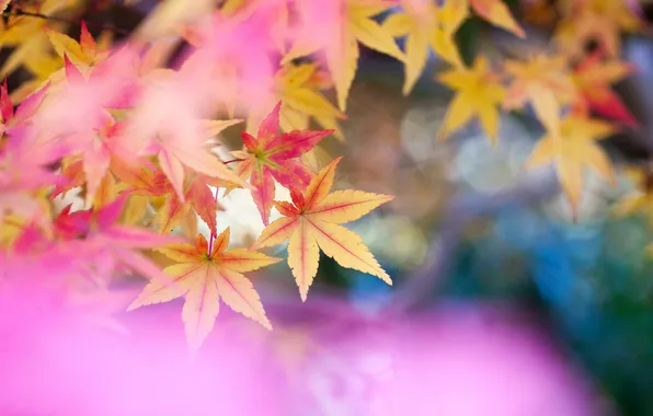Листья, природа, цвет, размытость