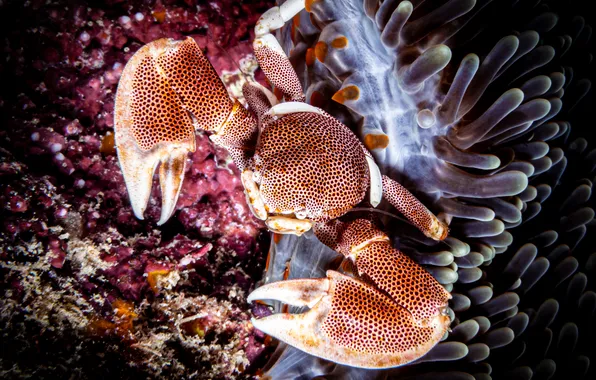 Colors, shell, crab