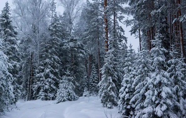 Зима, лес, ёлки, . снег