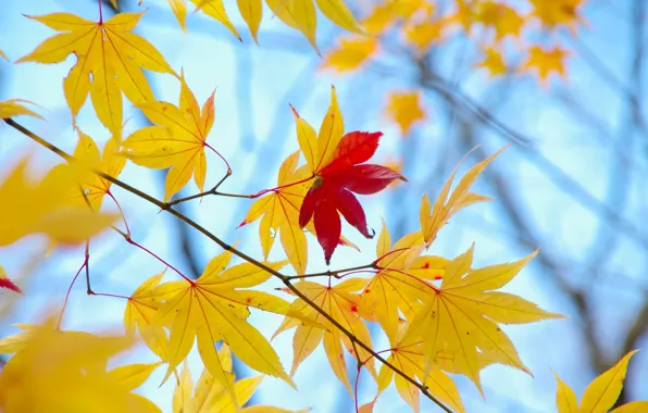 Картинка осень, листья, макро, фон, дерево, обои, желтые, красные