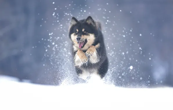 Зима, снег, собака, Маламут