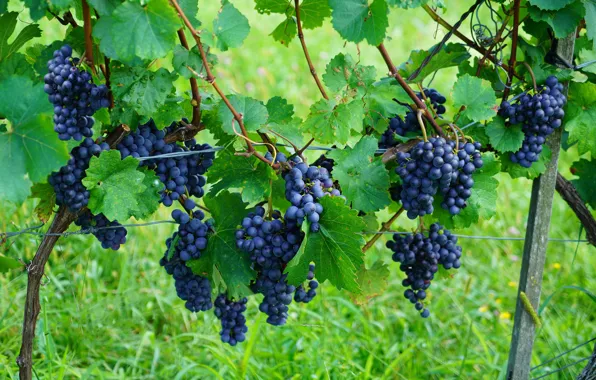 Картинка листья, плоды, виноград