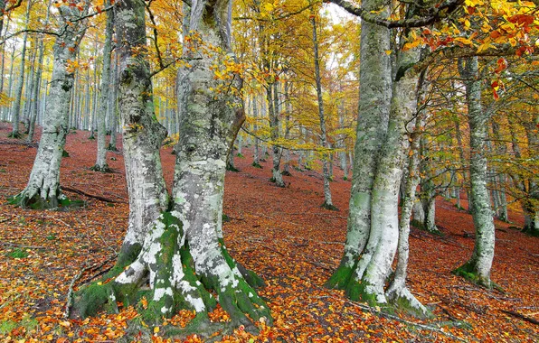 Картинка осень, лес, деревья, склон