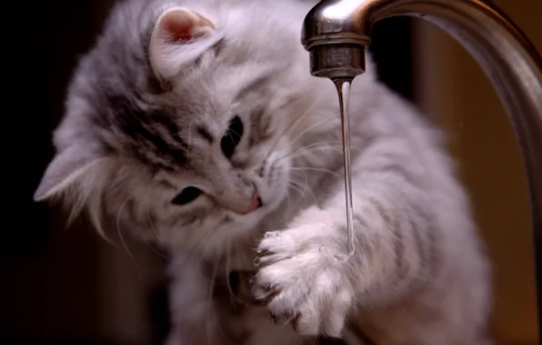 Cat, cute, curiosity, walpaper