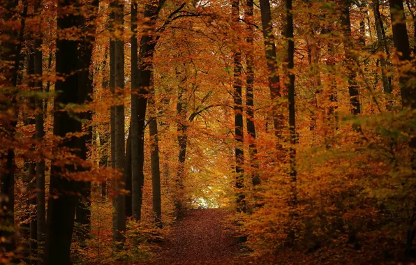 Картинка осень, лес, дорожка, ноябрь