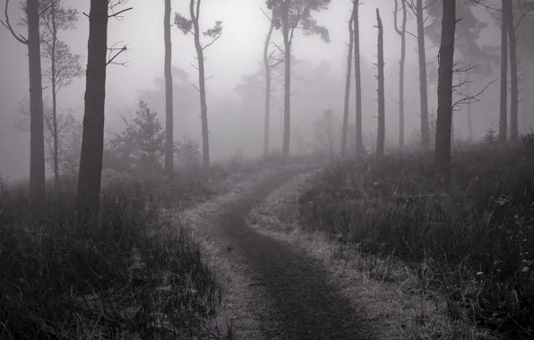 Картинка туман, тропа, Лес, сумерки