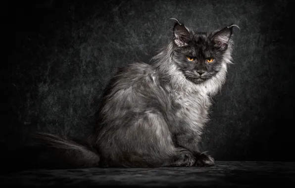 Картинка кошка, кот, взгляд, фон, черный, пушистый, Мейн-кун
