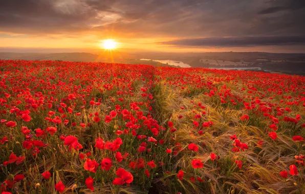 Картинка поле, небо, трава, солнце, облака, цветы, маки, красные