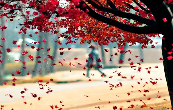 Осень, листья, природа, дерево
