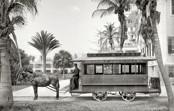 Картинка ретро, пальма, Флорида, США, 1903-й год, конка