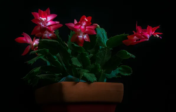 Капли, цветы, кактус, чёрный фон, © candice Staver harris