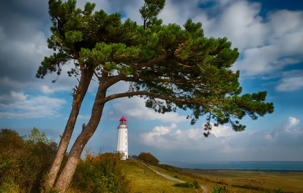 Картинка море, дерево, побережье, маяк, Германия, Germany, сосна, Балтийское море