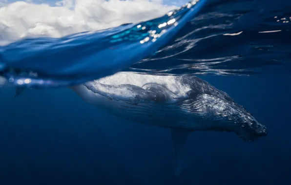 Картинка море, океан, млекопитающее, горбатый кит