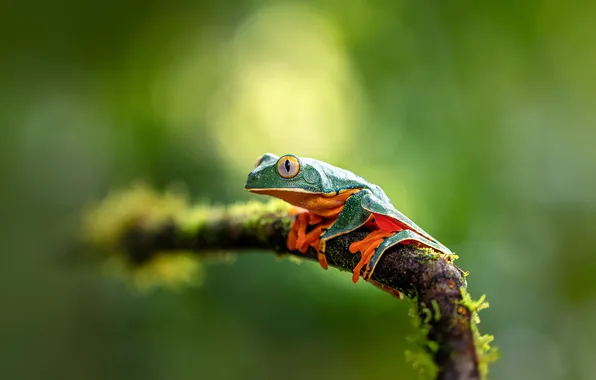 Макро, ветка, Джунгли, боке, Primeval Forest, Великолепная листовая лягушка, Splendid leaf frog, Первобытный лес