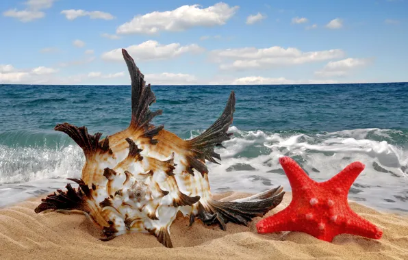 Картинка песок, море, пляж, звезда, ракушка, sea, sand, seashell