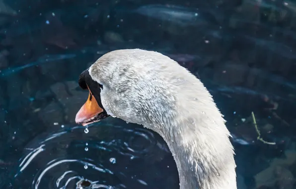Swan, water, lake, ripples