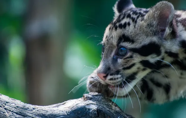 Картинка взгляд, окрас, дикая кошка, дымчатый леопард