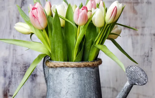 Тюльпаны, лейка, flowers, tulips, spring