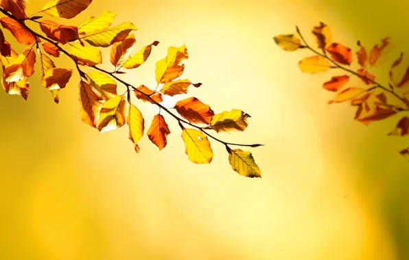 Картинка осень, листья, ветка