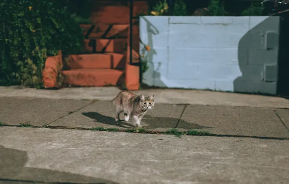Night, street, Cat, look, shadows