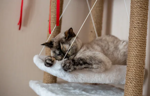 Кошка, кошки, крупный план, кошка в лежанки, лежанка для кошки