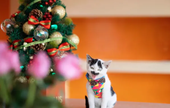 Кошка, кот, усы, взгляд, поза, котенок, Рождество, Новый год