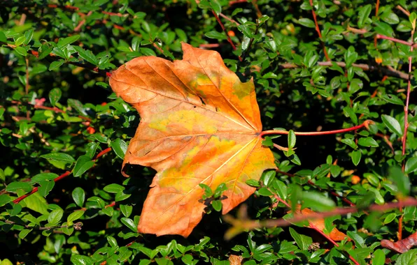 Yellow, leaf, fall