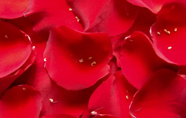 Widescreen, обои, роза, лепестки, лепесток, wallpaper, широкоформатные, background
