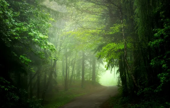 Картинка дорога, лес, лето, туман