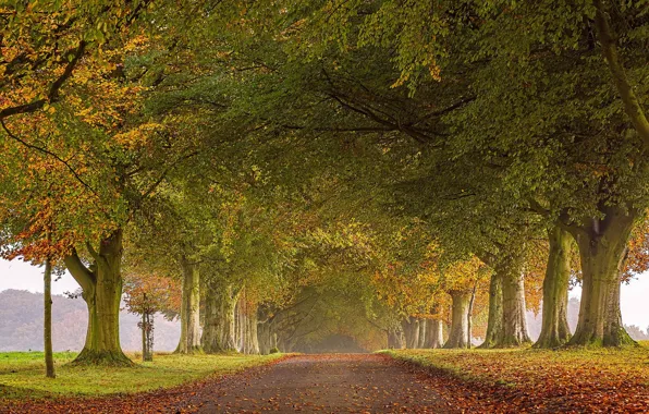 Картинка дорога, осень, листья, деревья, Англия, аллея, England, Северный Дорсет