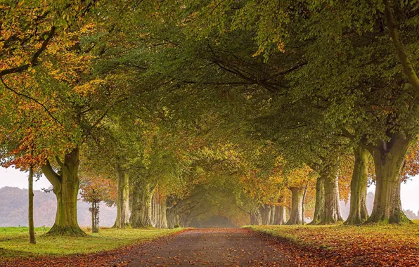 Дорога, осень, листья, деревья, Англия, аллея, England, Северный Дорсет