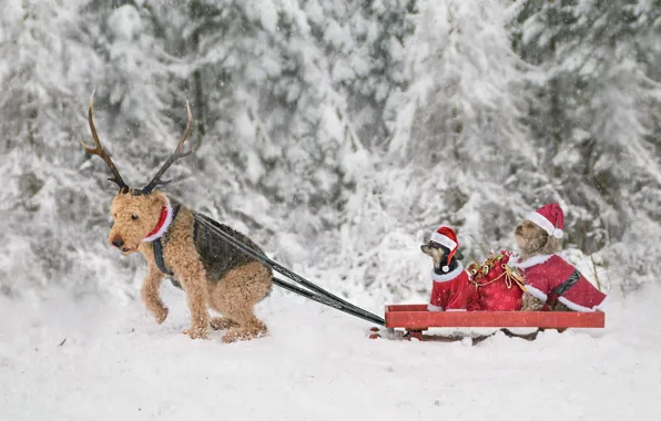 Картинка зима, собаки, снег, Рождество, Новый год, рога, сани, мешок с подарками