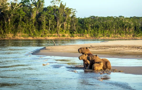 Картинка Peru, Перу, Amazon, Амазонка, Национальный парк Ману, семейство капибар, Manu National Park, Capybara family