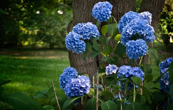 Цветы, синий, природа, дерево, ствол, гортензия, Hydrangea