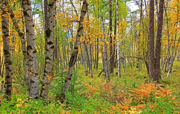 Осень, лес, деревья