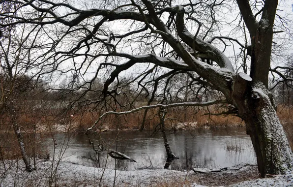 Картинка зима, снег, река, дерево