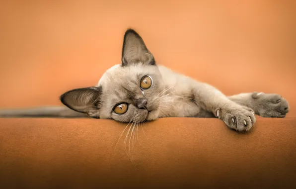 Кошка, взгляд, поза, котенок, мордашка, гремлин, ориентал, ориентальная кошка