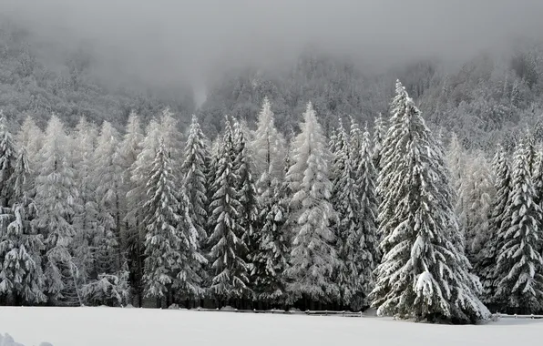 Картинка forest, landscape, nature, tree