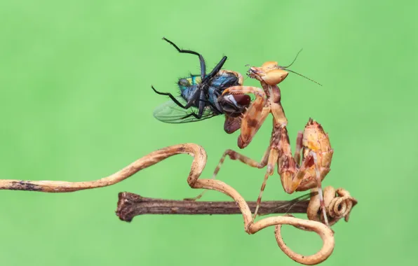 Картинка макро, муха, фон, богомол, насекомое