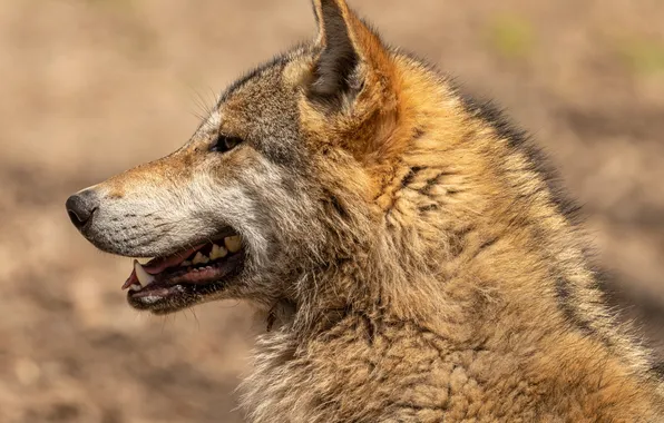 Nature, face, animal, wolf, wildlife, head, fur, mammal