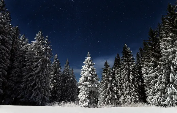 Картинка лес, небо, звезды, снег, ночь, природа