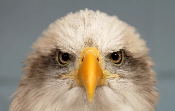 Природа, Bald Eagle, bird of prey