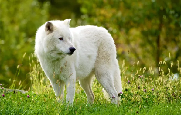Картинка волк, Мелвильский островной волк, Арктический волк