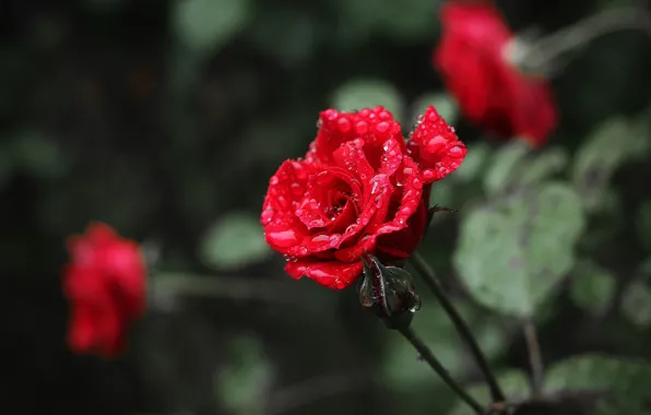 Цветок, капли, роза, rose, flower, drops