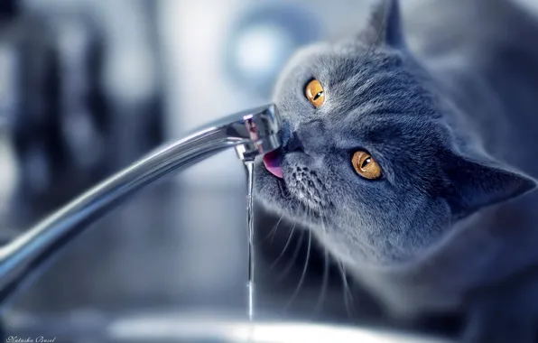 Картинка кран, Кот, лакает, пьёт воду