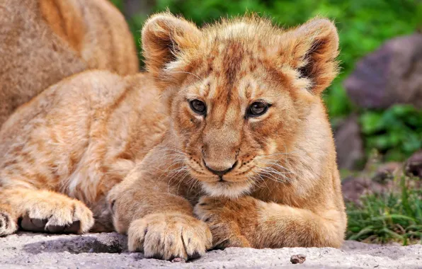 Картинка кошка, лев, детеныш, львенок