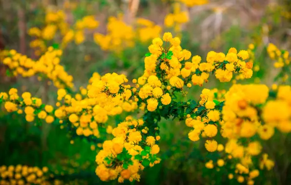 Картинка цветы, парк, растение