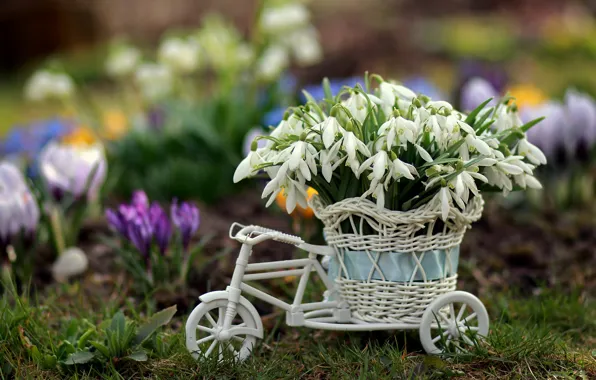 Велосипед, Цветы, Весна, Подснежники