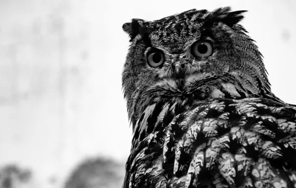 Сова, Птицы, Wild, Owl, Bird, Черно - белое, Black And White, by Brett Sayles