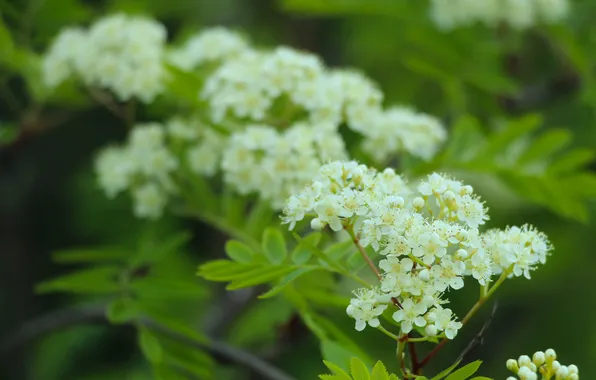 White, flower, twig